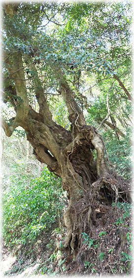 �摜�F����ω����̃X�_�W�C