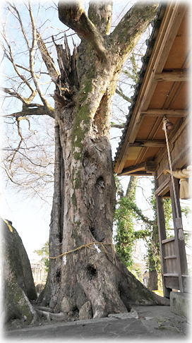 �摜�F�S�˔N�_�Ђ̃��N�m�L