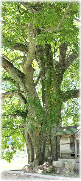 �摜�F��n�؂̃G�m�L