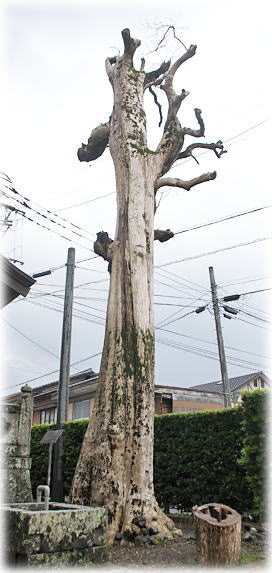 �摜�F�勛�_�Ђ̃`�V���m�L