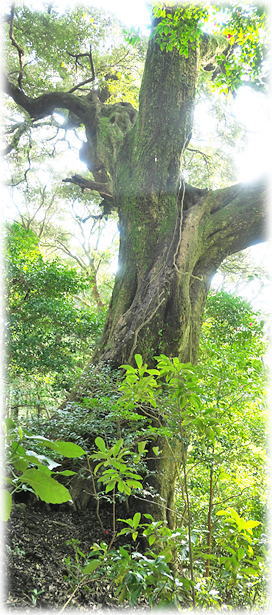 �摜�F���_�Ђ̃X�_�W�C