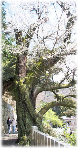 �摜�F�J���ω��̃G�h�q�K��