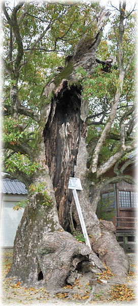 �摜�F�Z�p�_�Ђ̃N�X�m�L