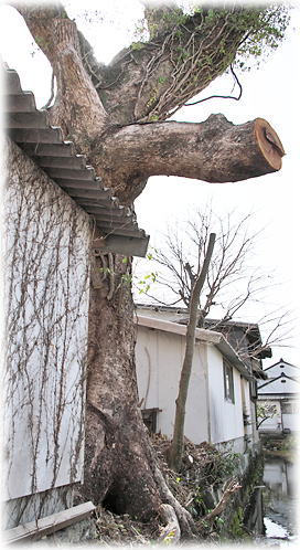 �摜�F�ɐ��_�Ђ̃N�X�m�L