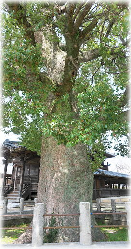 �摜�F�U�c�܎А_�Ђ̃N�X�m�L