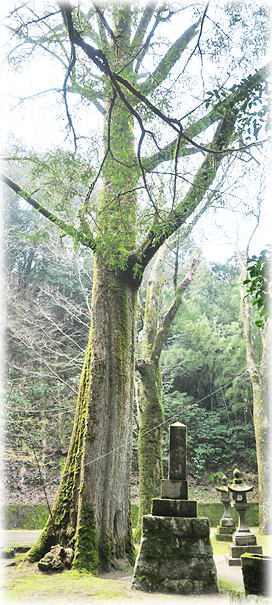 �摜�F�։����R�_�Ђ̃C�`���E