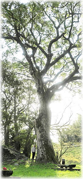 �摜�F��ԓy�������̃N�X�m�L