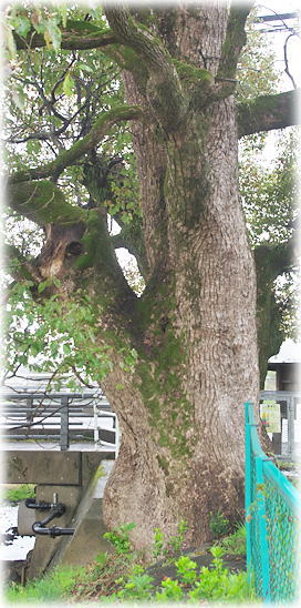 �摜�F�u�v�C���_�Ђ̃N�X�m�L