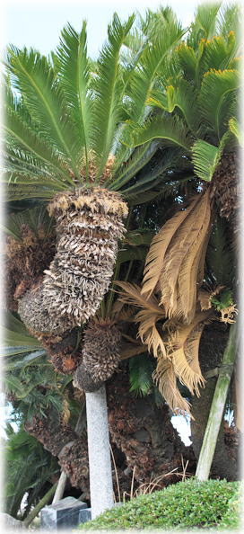 �摜�F��ӂ̗��̃\�e�c