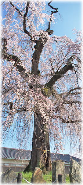 �摜�F���s�є���_�Ђ������