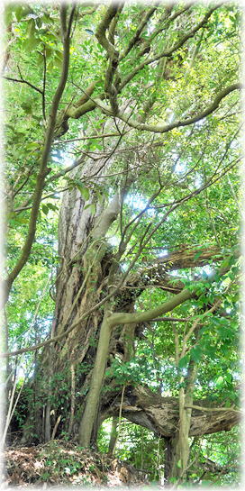 �摜�F�������r�_�̃X�_�W�C