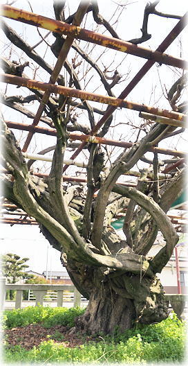 �摜�F�������}��_�Ђ̃t�W