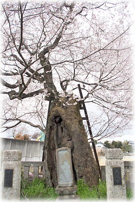 �摜�F�e�a���l����A���̍�_1