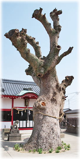 �摜�F�����_�Ђ̃N�X�m�L