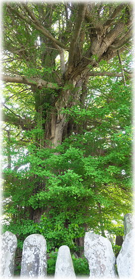 �摜�F���_���Ղ̃C�`���E