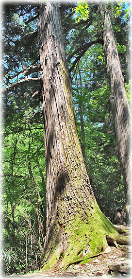 �摜�F�@���������؂̃X�M