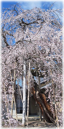 �摜�F����@�̎}�����