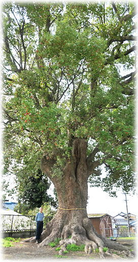 �摜�F����V���_�Ђ̃N�X�m�L