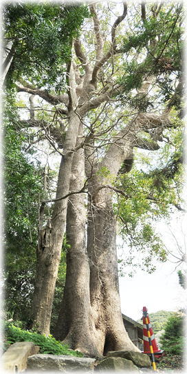 �摜�F���\�Z�V�_�Ђ̃N�X�m�L