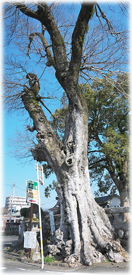 �摜�F�|�c��{�_�Ђ̃��N�m�L