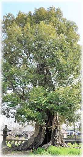 �摜�F�|�є����{�̃C�`�C�K�VB