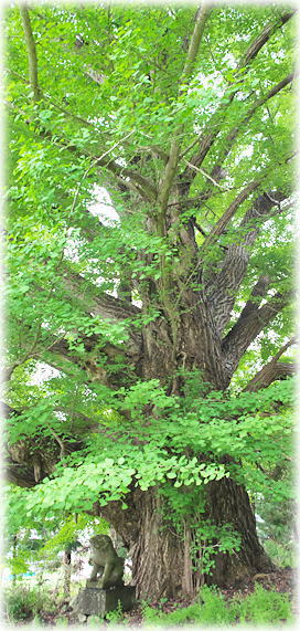 �摜�F�O���_�Ђ̃C�`���E