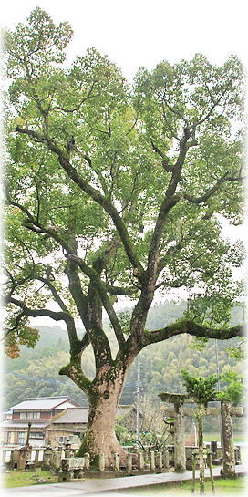 �摜�F�c���_�Ђ̃N�X�m�L