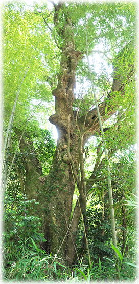 �摜�F���V���̃^�u�m�L