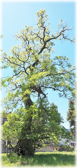 �摜�F�V���썑���̃G���W��