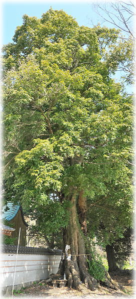 �摜�F�x������Ђ̃V���J�V