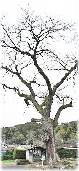 �摜�F���C��t���̃Z���_��