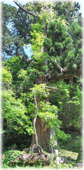 �摜�F���̑�̃X�M