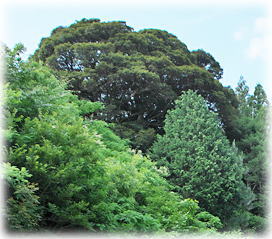 �摜�F�F�È䒬�̃X�_�W�C_1