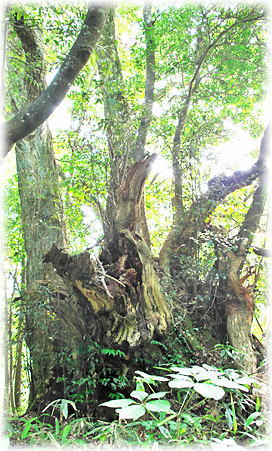 �摜�F�F�È䒬�̃X�_�W�C_2