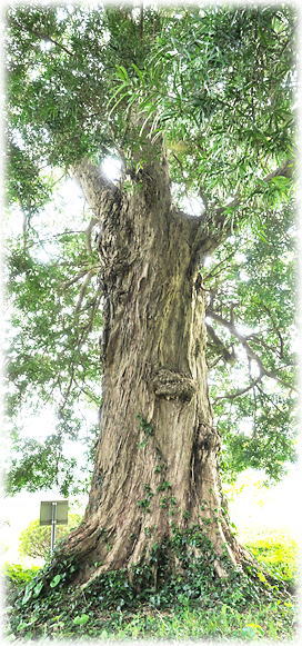 �摜�F�\�Z�V�_�Ђ̃C�k�}�L