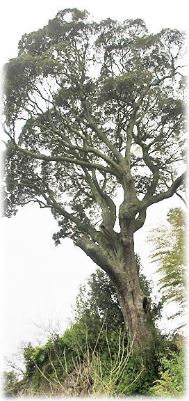 �摜�F�����_�Ђ̃V�C