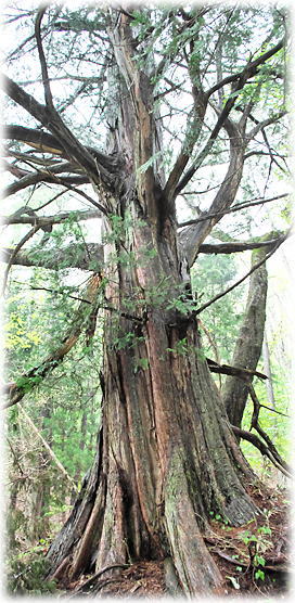 �摜�F�R���̃T����