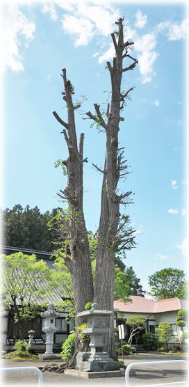 �摜�F�i�����̃C�`���E