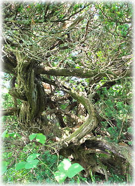 �摜�F���̉�̃L�����{�N_1