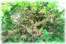 �摜�F���̉�̃L�����{�N_2