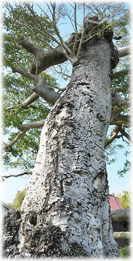 画像：続命院神社のモチノキ
