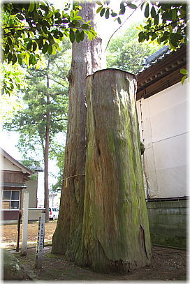 画像：日吉神社の相生の大杉