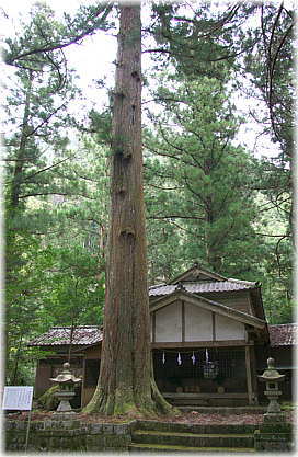 画像：相月諏訪神社のスギ