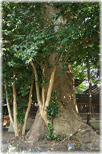 画像：天川命神社のケヤキ