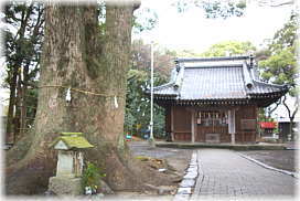 画像：熊野神社とクスノキ