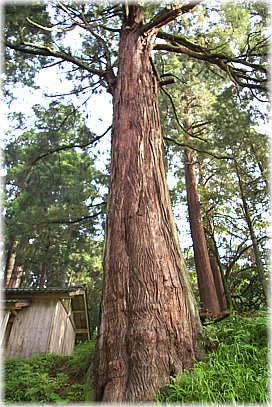 画像：白山神社のバラ大杉