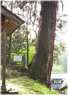 画像：白山神社のバラ大杉（幹と並ぶ）