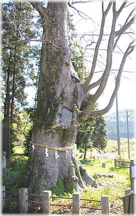 画像：智賀都神社のケヤキ（東側の個体）