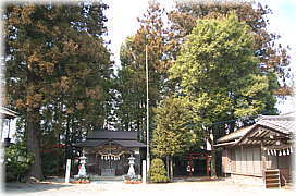 画像：上影森諏訪神社のスギ（遠景）