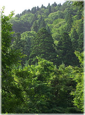 画像：源太寺跡の姥杉（遠景：北から）